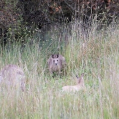 Macropus giganteus at Jerrabomberra Wetlands - 2 Dec 2023