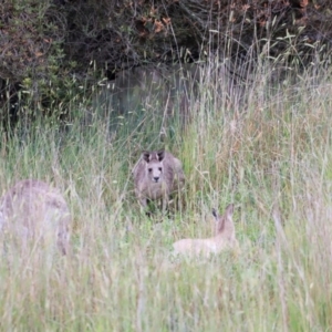 Macropus giganteus at Jerrabomberra Wetlands - 2 Dec 2023 08:35 AM