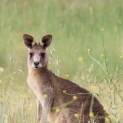 Macropus giganteus (Eastern Grey Kangaroo) at Jerrabomberra Wetlands - 2 Dec 2023 by JimL