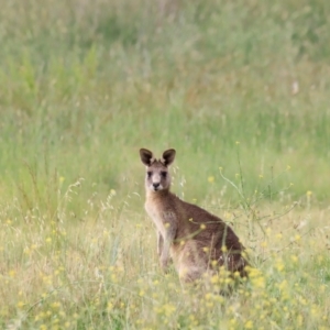 Macropus giganteus at Jerrabomberra Wetlands - 2 Dec 2023 08:46 AM