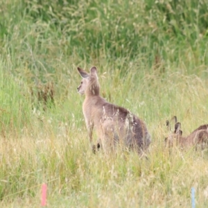 Macropus giganteus at Jerrabomberra Wetlands - 2 Dec 2023