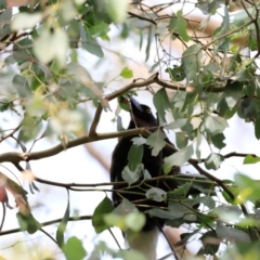 Strepera graculina (Pied Currawong) at Fyshwick, ACT - 2 Dec 2023 by JimL