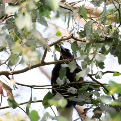 Strepera graculina (Pied Currawong) at Fyshwick, ACT - 1 Dec 2023 by JimL