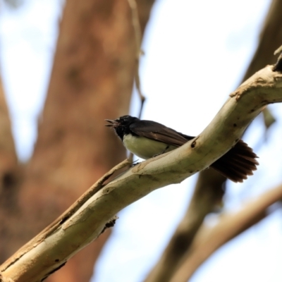 Rhipidura leucophrys (Willie Wagtail) at Jerrabomberra Wetlands - 1 Dec 2023 by JimL