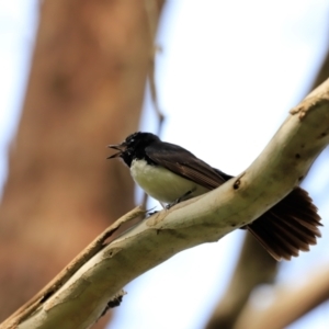 Rhipidura leucophrys at Fyshwick, ACT - 2 Dec 2023 09:07 AM