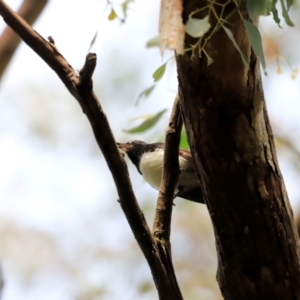 Rhipidura leucophrys at Fyshwick, ACT - 2 Dec 2023 09:07 AM