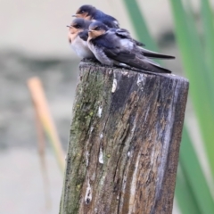 Hirundo neoxena (Welcome Swallow) at Fyshwick, ACT - 1 Dec 2023 by JimL