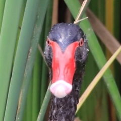 Cygnus atratus (Black Swan) at Jerrabomberra Wetlands - 2 Dec 2023 by JimL