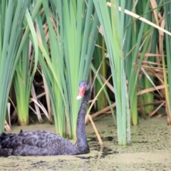 Cygnus atratus at Jerrabomberra Wetlands - 2 Dec 2023 09:32 AM