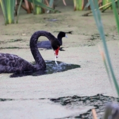 Cygnus atratus at Jerrabomberra Wetlands - 2 Dec 2023