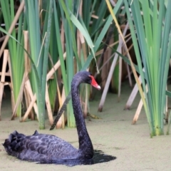 Cygnus atratus at Jerrabomberra Wetlands - 2 Dec 2023