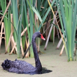 Cygnus atratus at Jerrabomberra Wetlands - 2 Dec 2023