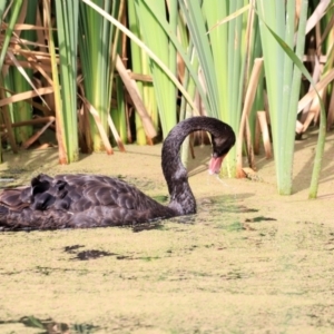 Cygnus atratus at Jerrabomberra Wetlands - 2 Dec 2023