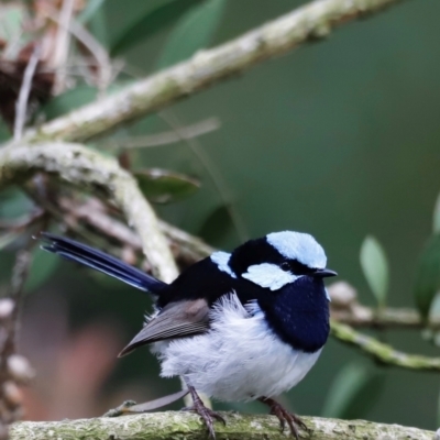 Malurus cyaneus (Superb Fairywren) at Fyshwick, ACT - 2 Dec 2023 by JimL