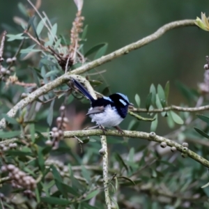 Malurus cyaneus at Fyshwick, ACT - 2 Dec 2023