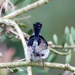 Malurus cyaneus at Fyshwick, ACT - 2 Dec 2023