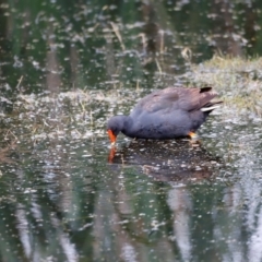 Gallinula tenebrosa (Dusky Moorhen) at Fyshwick, ACT - 1 Dec 2023 by JimL