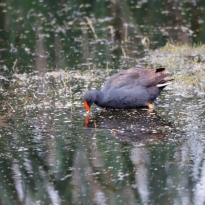 Gallinula tenebrosa (Dusky Moorhen) at Jerrabomberra Wetlands - 1 Dec 2023 by JimL