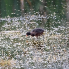 Gallinula tenebrosa at Jerrabomberra Wetlands - 2 Dec 2023