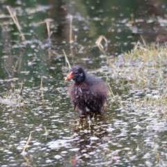 Gallinula tenebrosa at Jerrabomberra Wetlands - 2 Dec 2023