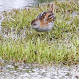 Zapornia pusilla at Fyshwick, ACT - 2 Dec 2023