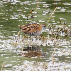 Zapornia pusilla at Fyshwick, ACT - 2 Dec 2023