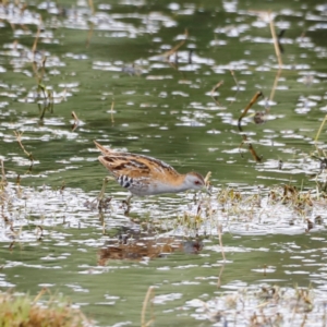 Zapornia pusilla at Fyshwick, ACT - 2 Dec 2023