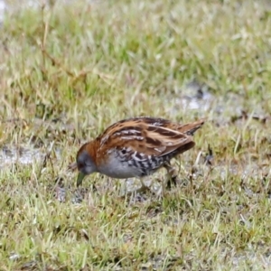 Zapornia pusilla at Fyshwick, ACT - 2 Dec 2023