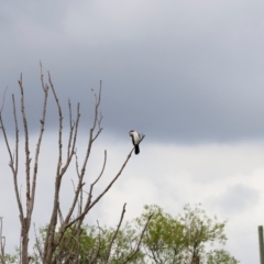 Microcarbo melanoleucos (Little Pied Cormorant) at Fyshwick, ACT - 1 Dec 2023 by JimL