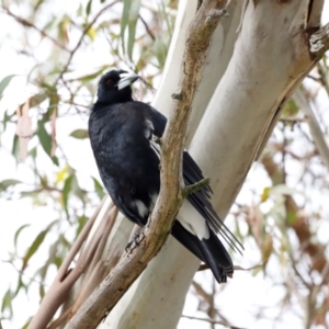 Gymnorhina tibicen at Fyshwick, ACT - 2 Dec 2023