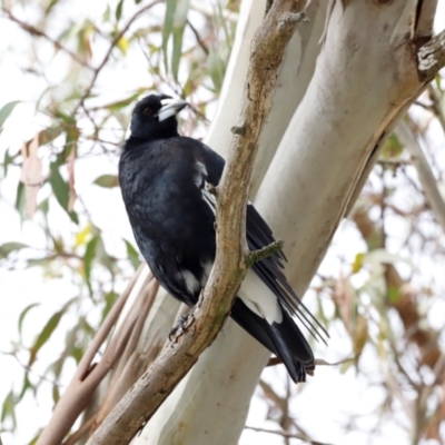 Gymnorhina tibicen (Australian Magpie) at Fyshwick, ACT - 1 Dec 2023 by JimL