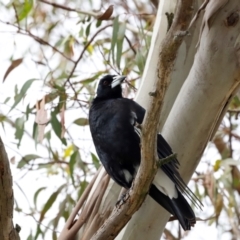 Gymnorhina tibicen at Fyshwick, ACT - 2 Dec 2023