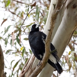 Gymnorhina tibicen at Fyshwick, ACT - 2 Dec 2023