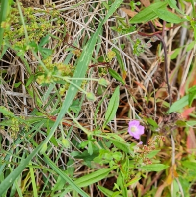 Geranium (genus) (Geranium) at Isaacs Ridge and Nearby - 2 Dec 2023 by Mike