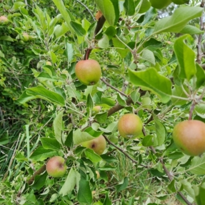 Malus pumila (Apple) at Isaacs, ACT - 2 Dec 2023 by Mike