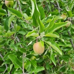 Malus pumila at Isaacs Ridge and Nearby - 2 Dec 2023 12:35 PM