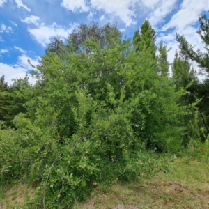 Malus pumila at Isaacs Ridge and Nearby - 2 Dec 2023