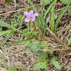 Erodium brachycarpum at Isaacs Ridge and Nearby - 2 Dec 2023 12:18 PM