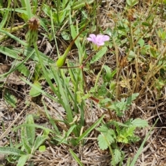 Erodium brachycarpum at Isaacs Ridge and Nearby - 2 Dec 2023 12:18 PM