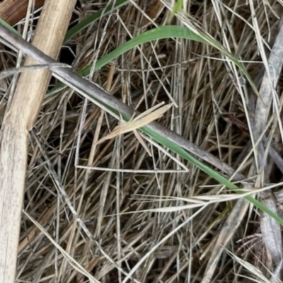 Keyacris scurra (Key's Matchstick Grasshopper) at Aranda Bushland - 1 Dec 2023 by KMcCue