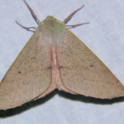 Arhodia lasiocamparia (Pink Arhodia) at Sheldon, QLD - 1 Dec 2007 by PJH123