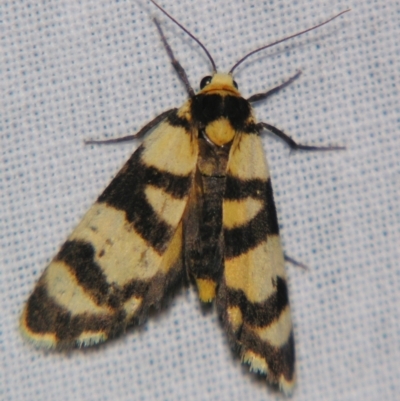 Chiriphe equidistans (A Tiger moth) at Sheldon, QLD - 30 Nov 2007 by PJH123
