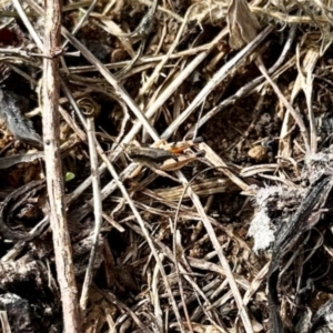 Phaulacridium vittatum at Aranda Bushland - 2 Dec 2023