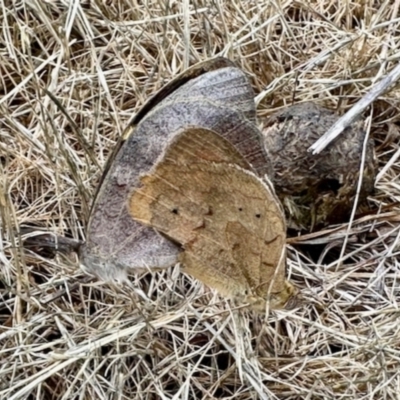 Heteronympha merope (Common Brown Butterfly) at Aranda Bushland - 2 Dec 2023 by KMcCue