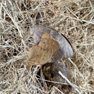 Heteronympha merope at Aranda Bushland - 2 Dec 2023