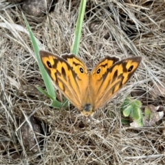 Heteronympha merope at Aranda Bushland - 2 Dec 2023