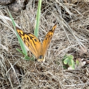 Heteronympha merope at Aranda Bushland - 2 Dec 2023