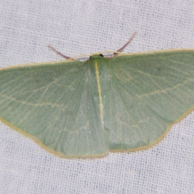 Chlorocoma carenaria (Veined Emerald) at Sheldon, QLD - 30 Nov 2007 by PJH123