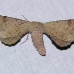 Circopetes obtusata (Grey Twisted Moth) at Sheldon, QLD - 30 Nov 2007 by PJH123