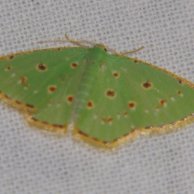 Comostola laesaria (A Geometrid moth (Geometrinae) at Sheldon, QLD - 1 Dec 2007 by PJH123